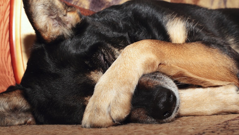 A black and brown dog lies on his side with his paw covering his eyes.