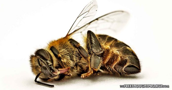 First Long-term Study Confirms World’s Most Popular Pesticide is Wiping Bees Off the Planet