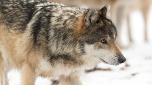 Washington State Is Killing a Pack of Endangered Wolves to Keep Ranchers Happy