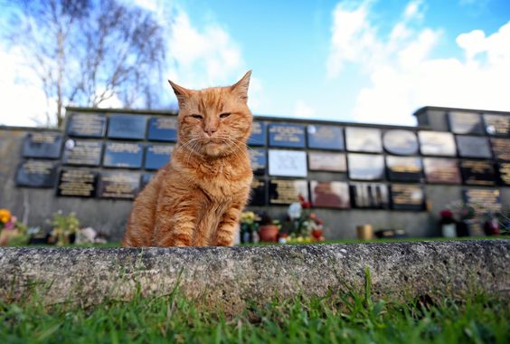 Cemetery Cat, Who Comforted Mourners For 20 Years Has Died