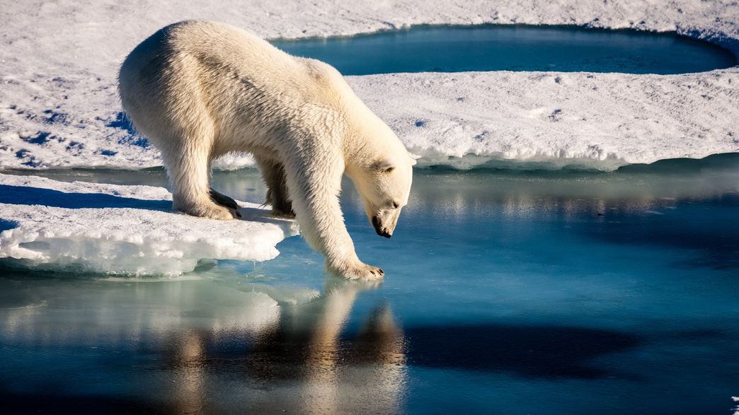 Every Single Polar Bear Population In The Arctic Faces Unprecedented Habitat Loss