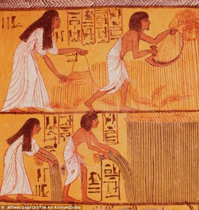A team of researchers studied carbon atoms in 45 mummies that lived in Egypt between 3,500BC and 600AD to discover that they ate a lot of barley and wheat over the long period, suggesting that they adapted to the region incredibly well, as evidenced by farming scenes painted on the walls of tombs (pictured)