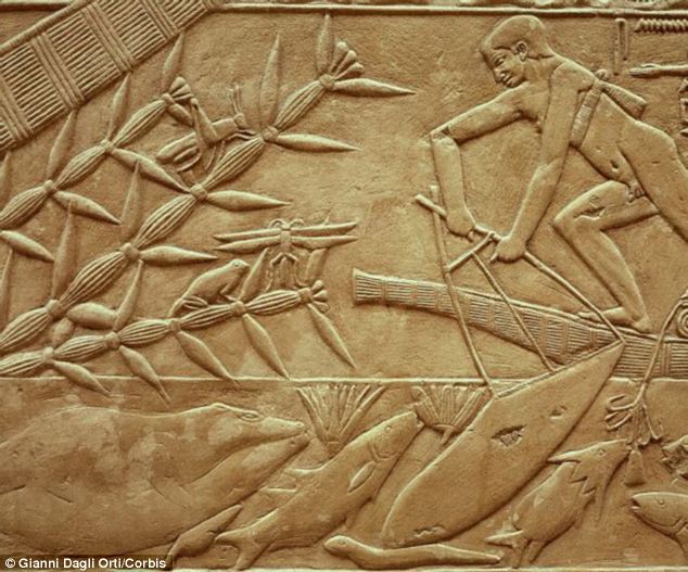Keen fishermen? Surprisingly the study revealed that the mummies had not eaten much fish in their lifetime. It has previously been assumed that the ancient Egyptians ate fish, which they caught in the Nile, as seen in paintings in tombs. A relief showing net fishing is pictured