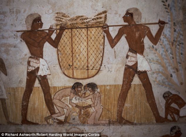 Using their loaves: The finding that Egyptians ate a lot of wheat echoes many paintings in Egyptian tombs that show people working the land and harvesting wheat (pictured is a painting from the Tomb of Menna circa 1,400BC) to make loaves of bread, which are often offered to god of the afterlife, Osiris