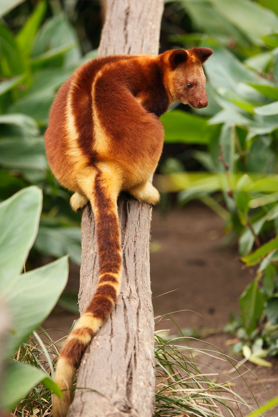 Tree kangaroos ‘on brink of extinction’ due to palm oil deforestation