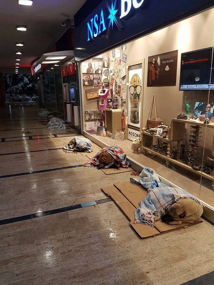 This Mall in Turkey Let Homeless Dogs Sleep Inside to Escape the Cold