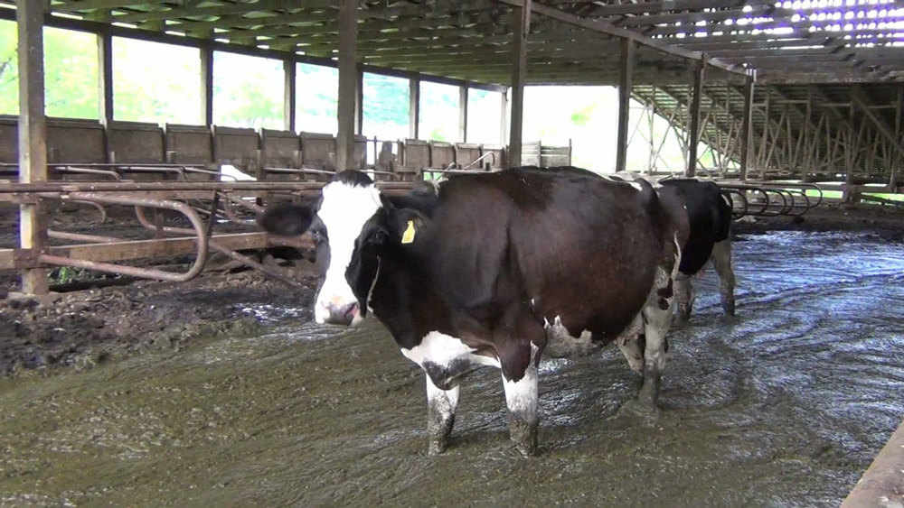 cow standing in feces on dairy farm