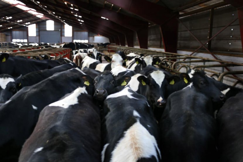 crowded dairy farm cows in feed lot