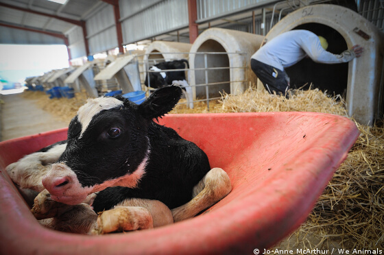 The Top 8 Reasons Why Everyone Should Stop Consuming Dairy